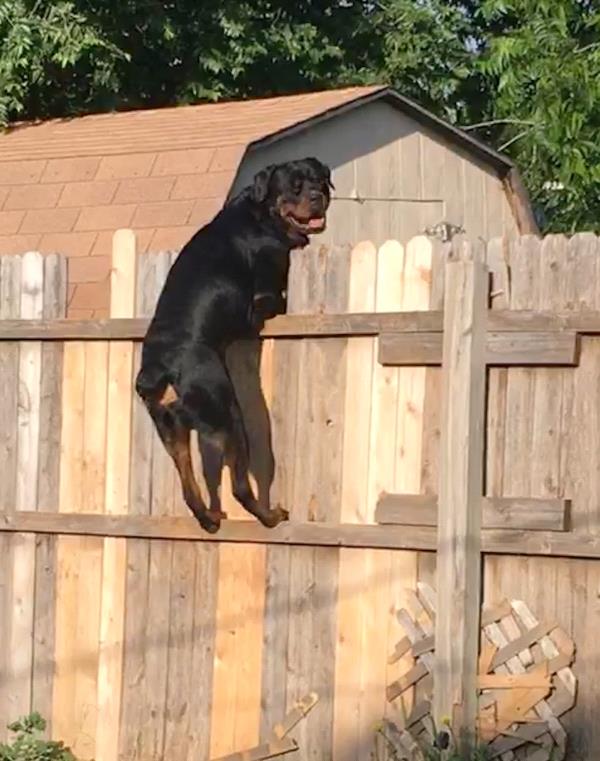 /Images/uploads/MidAmerica Rottweiler Rescue/adoptarottphotocontest/entries/10142thumb.jpg